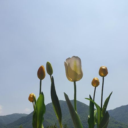 B&B Tulipano Crone Dış mekan fotoğraf