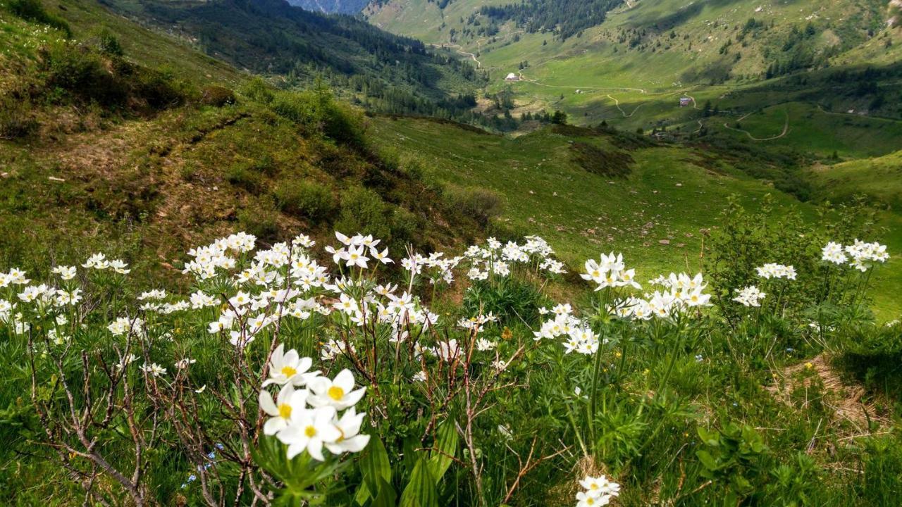 B&B Tulipano Crone Dış mekan fotoğraf