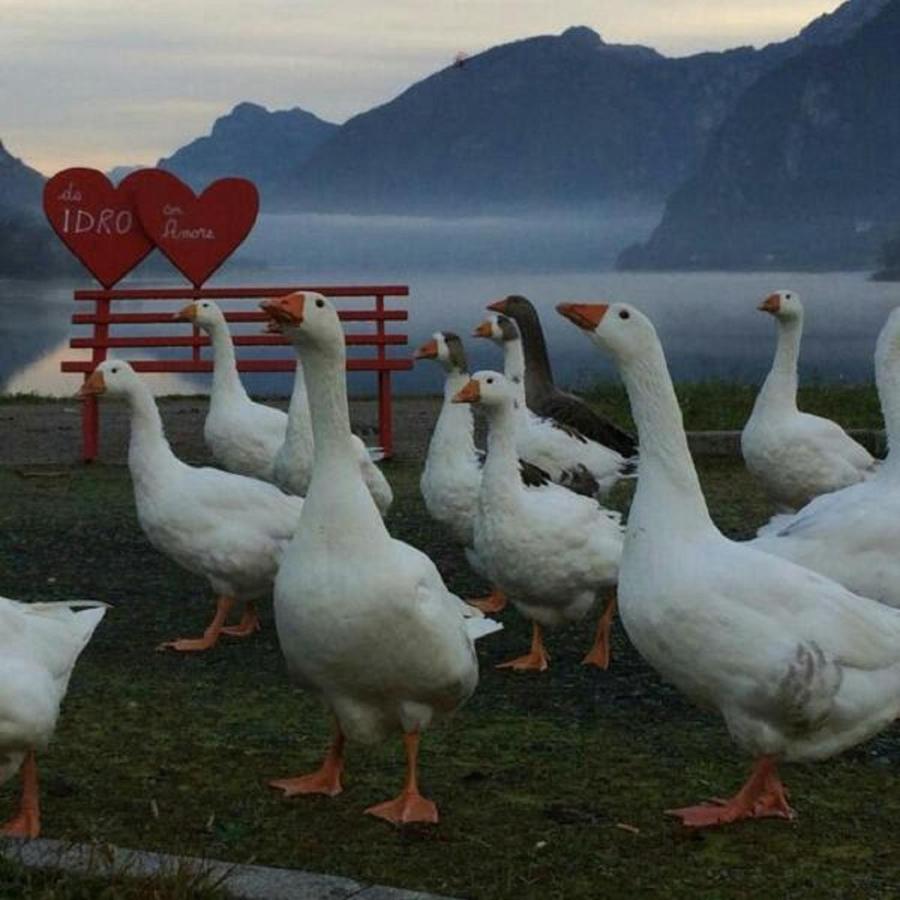 B&B Tulipano Crone Dış mekan fotoğraf